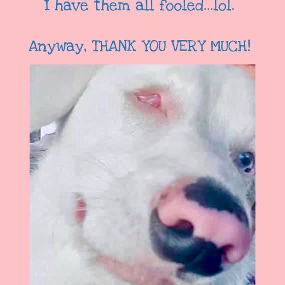 Sterling Silver 18” plated with St Francis Medal Necklace CHARITY - Picture 12 of 12